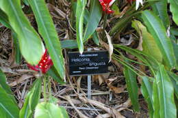 Image of Heliconia angusta Vell.