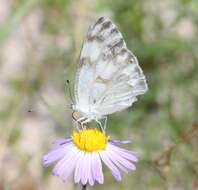 Image of Checkered White