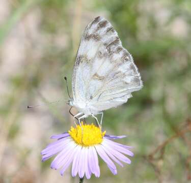 Image of Checkered White