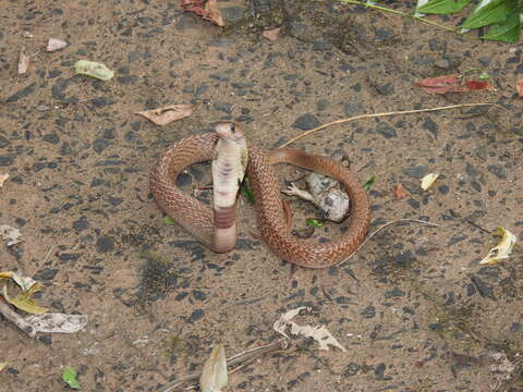 Image of Indian cobra