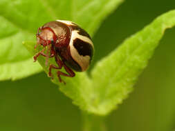 Image of Calligrapha (Bidensomela) bidenticola Brown 1945