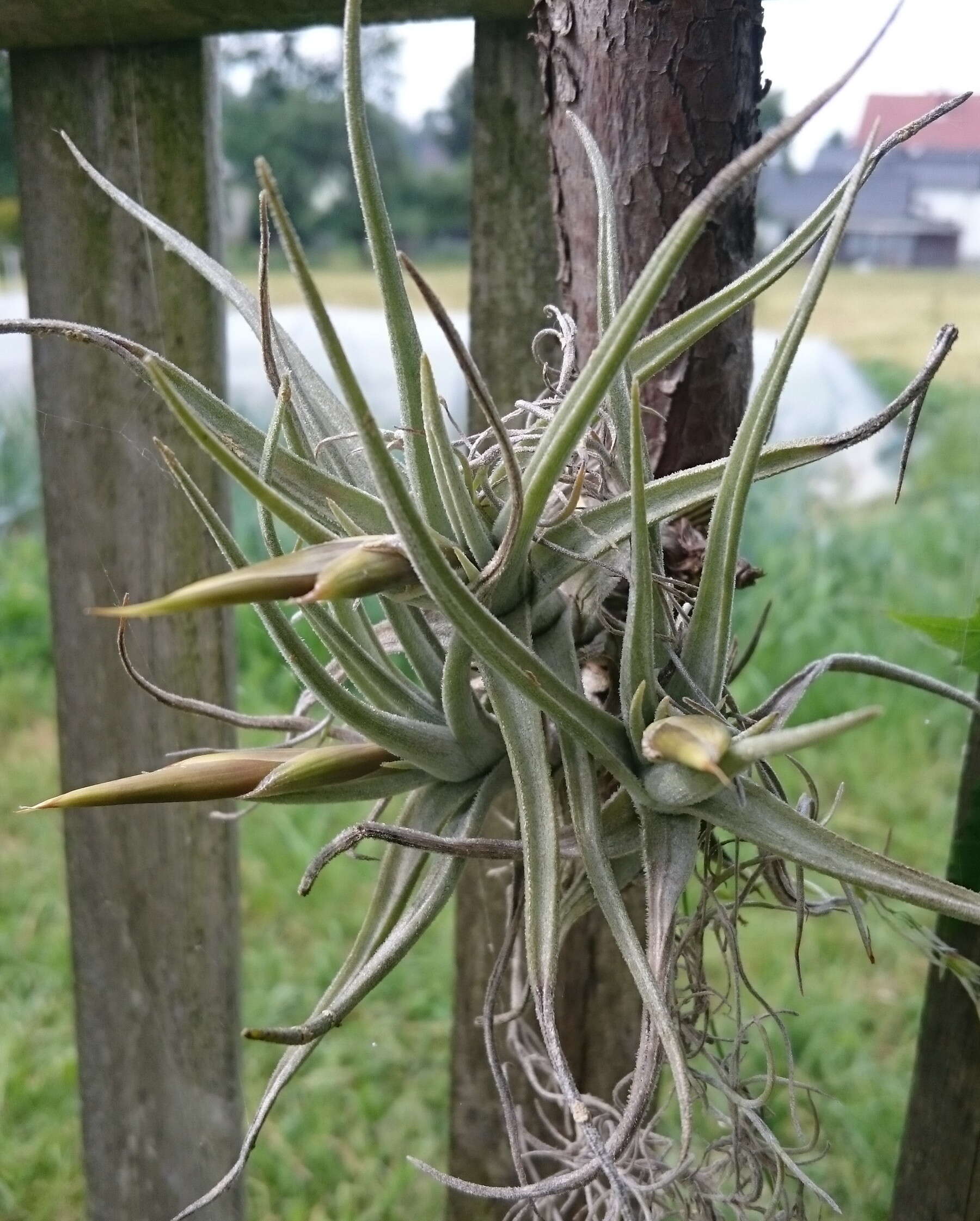 Image of Tillandsia xiphioides Ker Gawl.