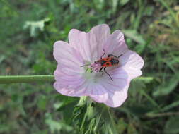 Image of musk mallow