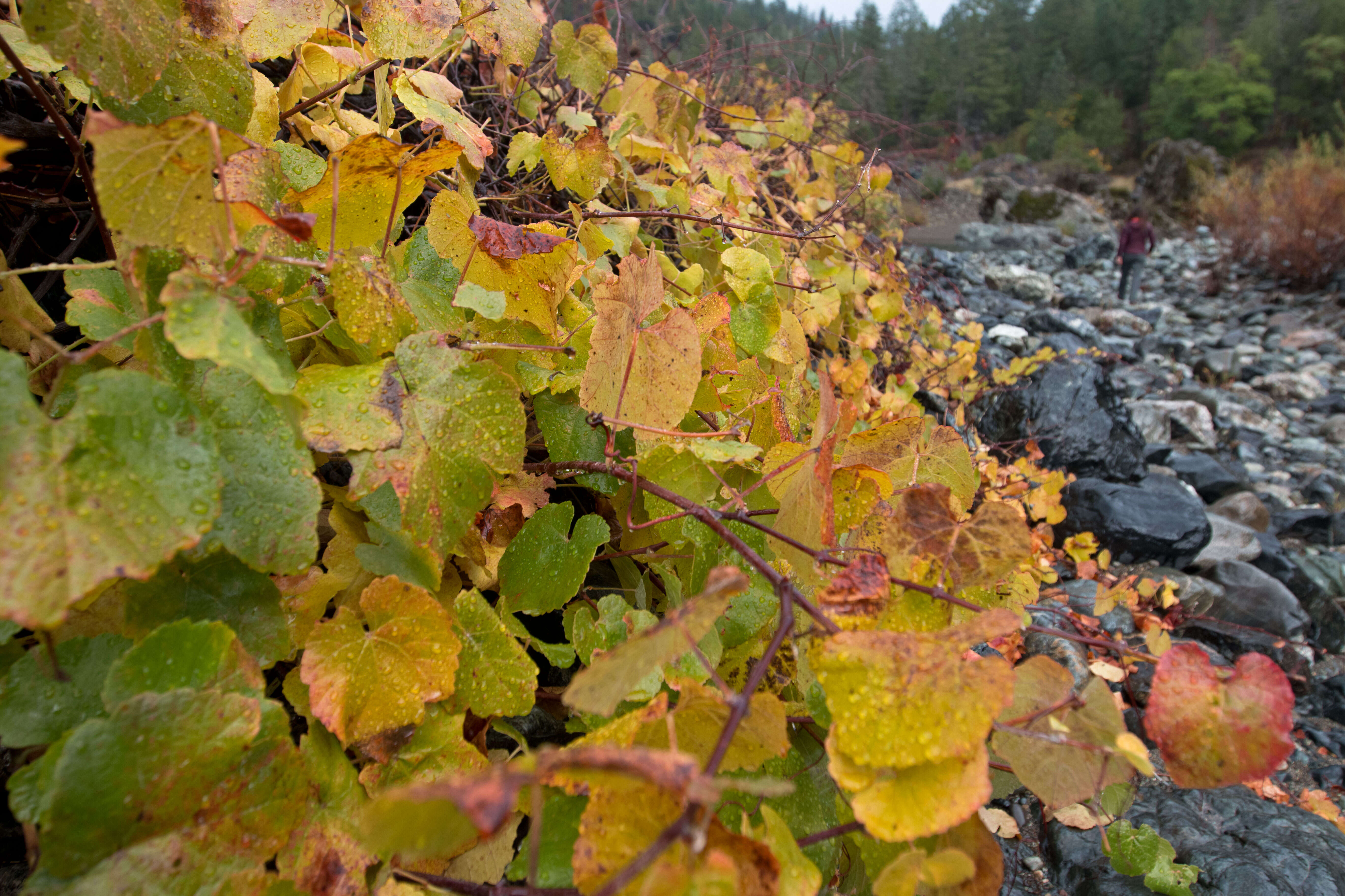 Image of California wild grape