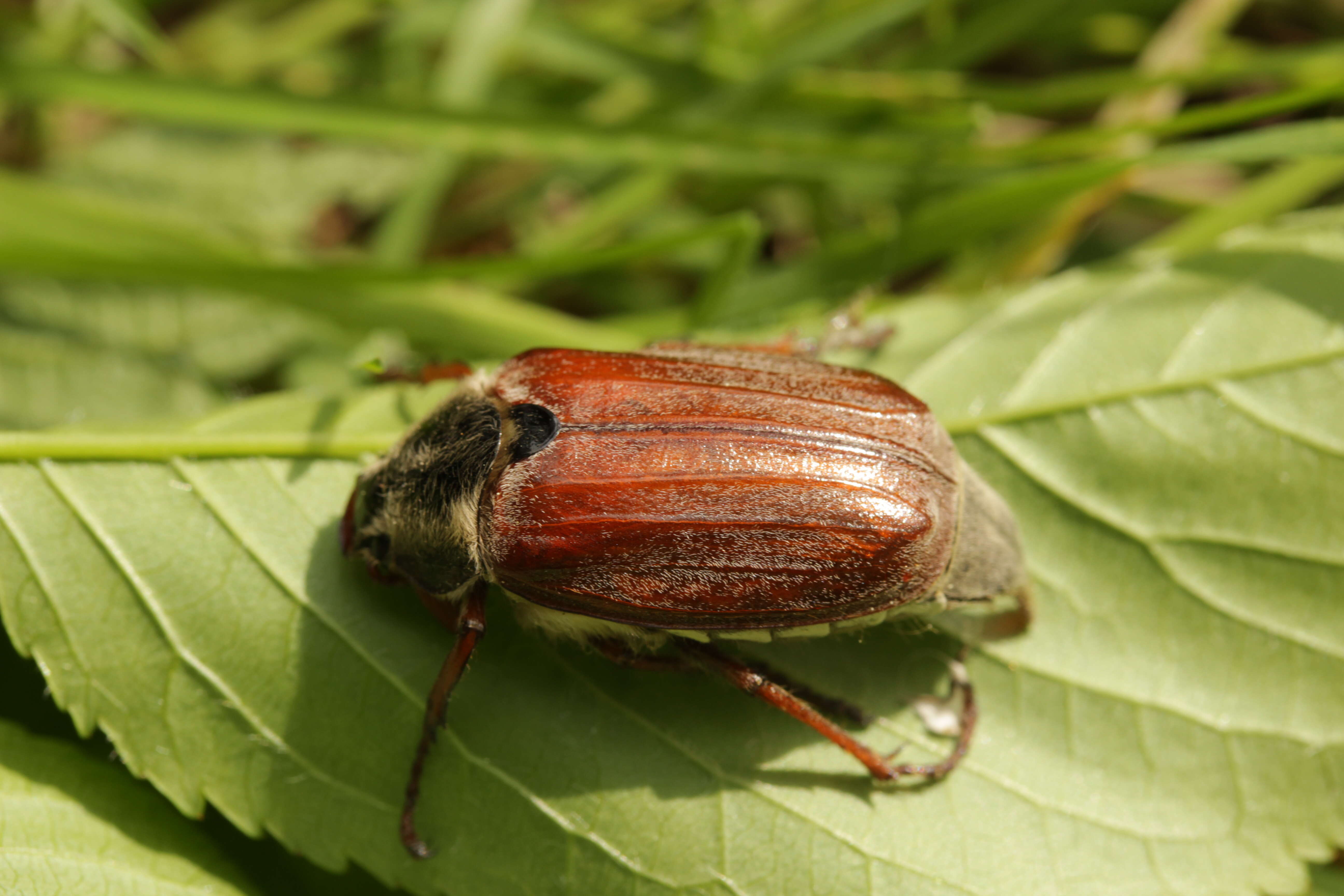 Image of Common cockchafer