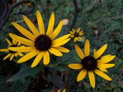 Image of coneflower