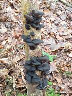 Image of Black Witches' Butter