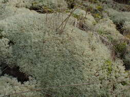 Image of Reindeer lichen