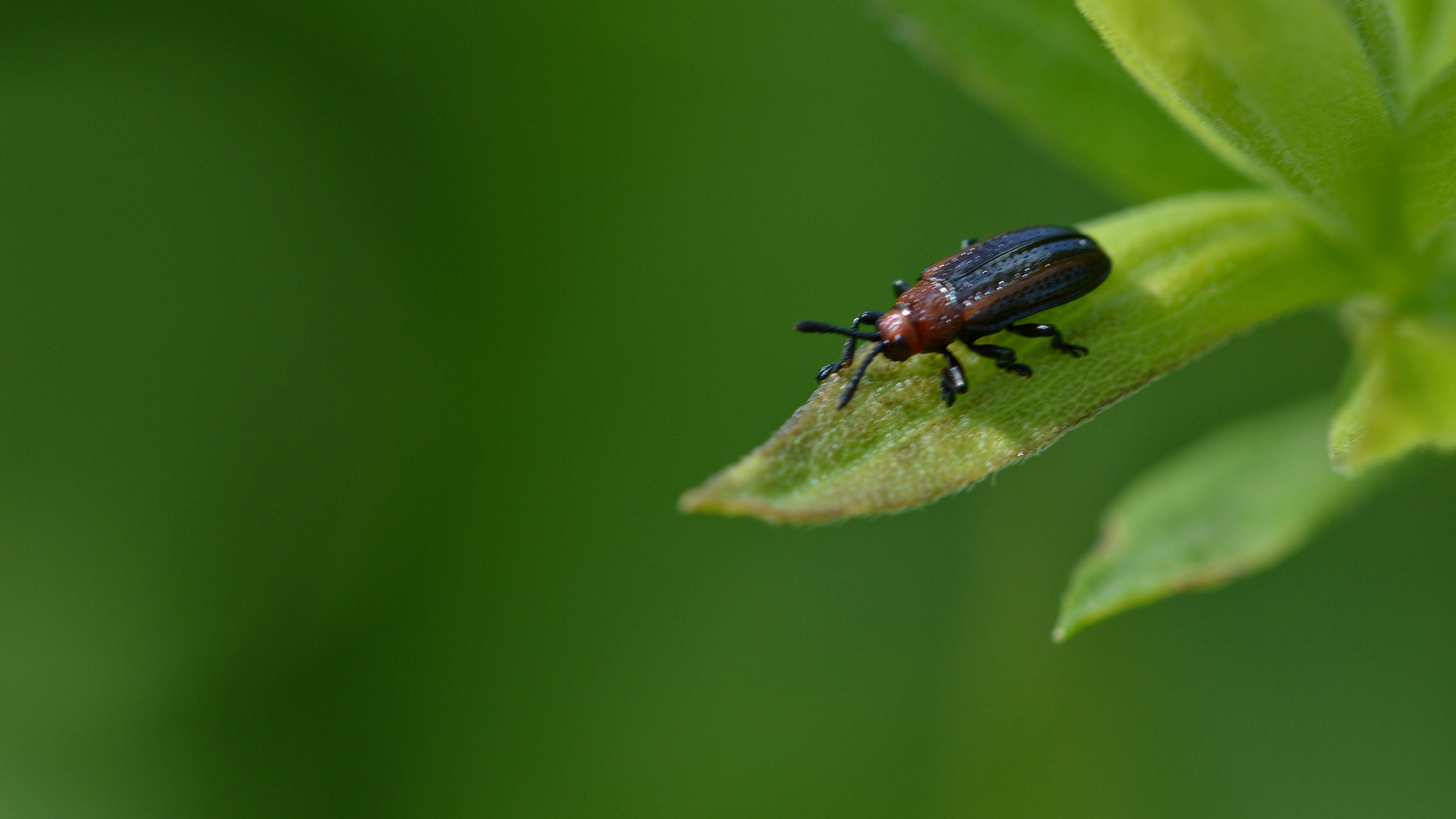 Microrhopala vittata (Fabricius 1798)的圖片