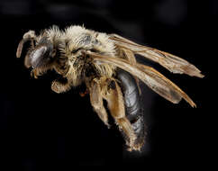 Image of Andrena merriami Cockerell 1901