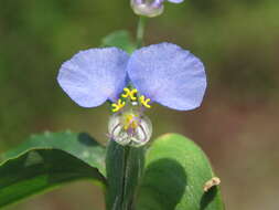 Image of Blousel Blommetjie