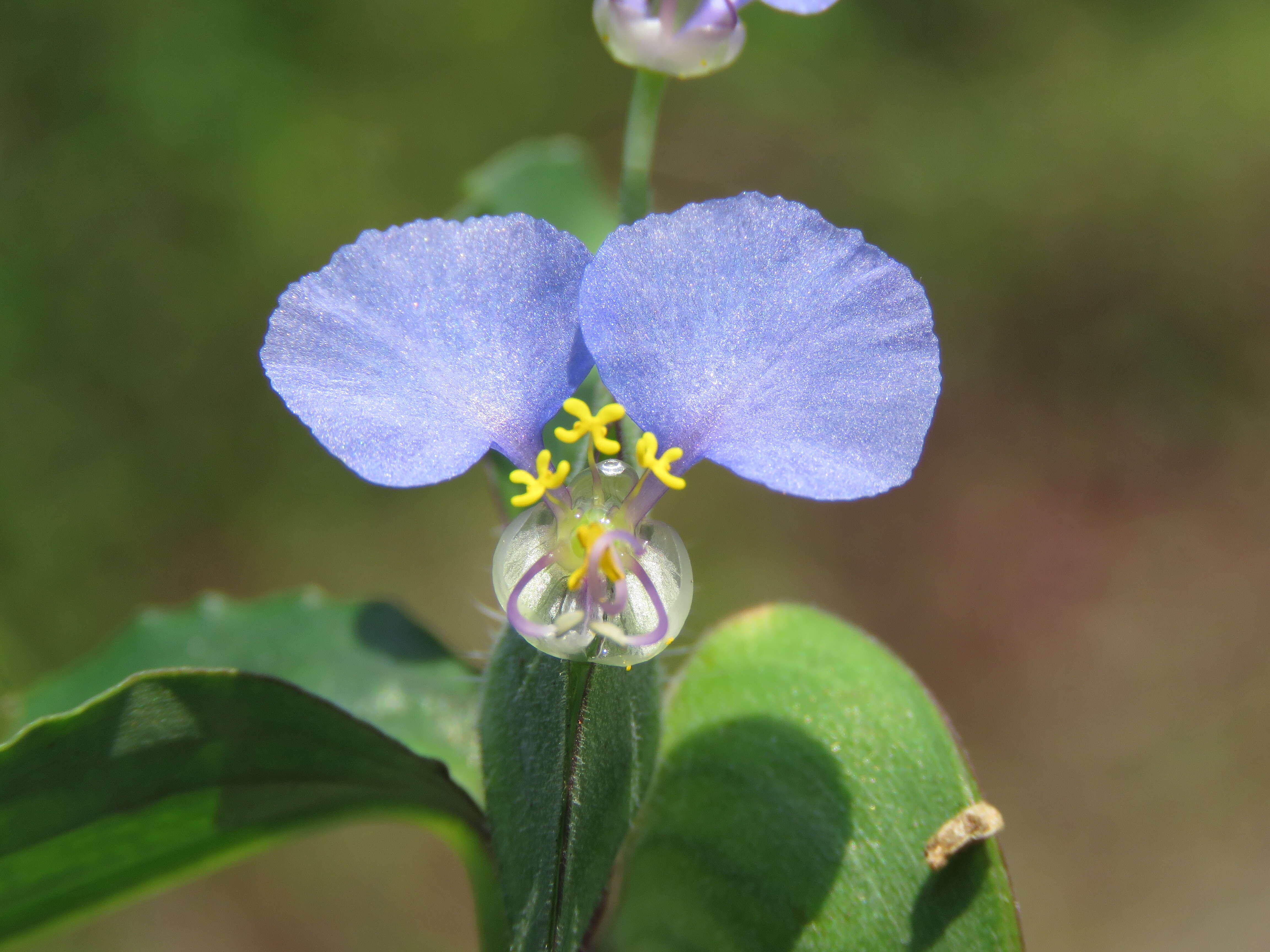 Image of Blousel Blommetjie