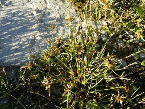 Image of Yellow Flat Sedge