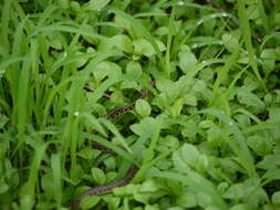 Image of Checkered Keelback Snake