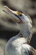 Image of Australian Pied Cormorant