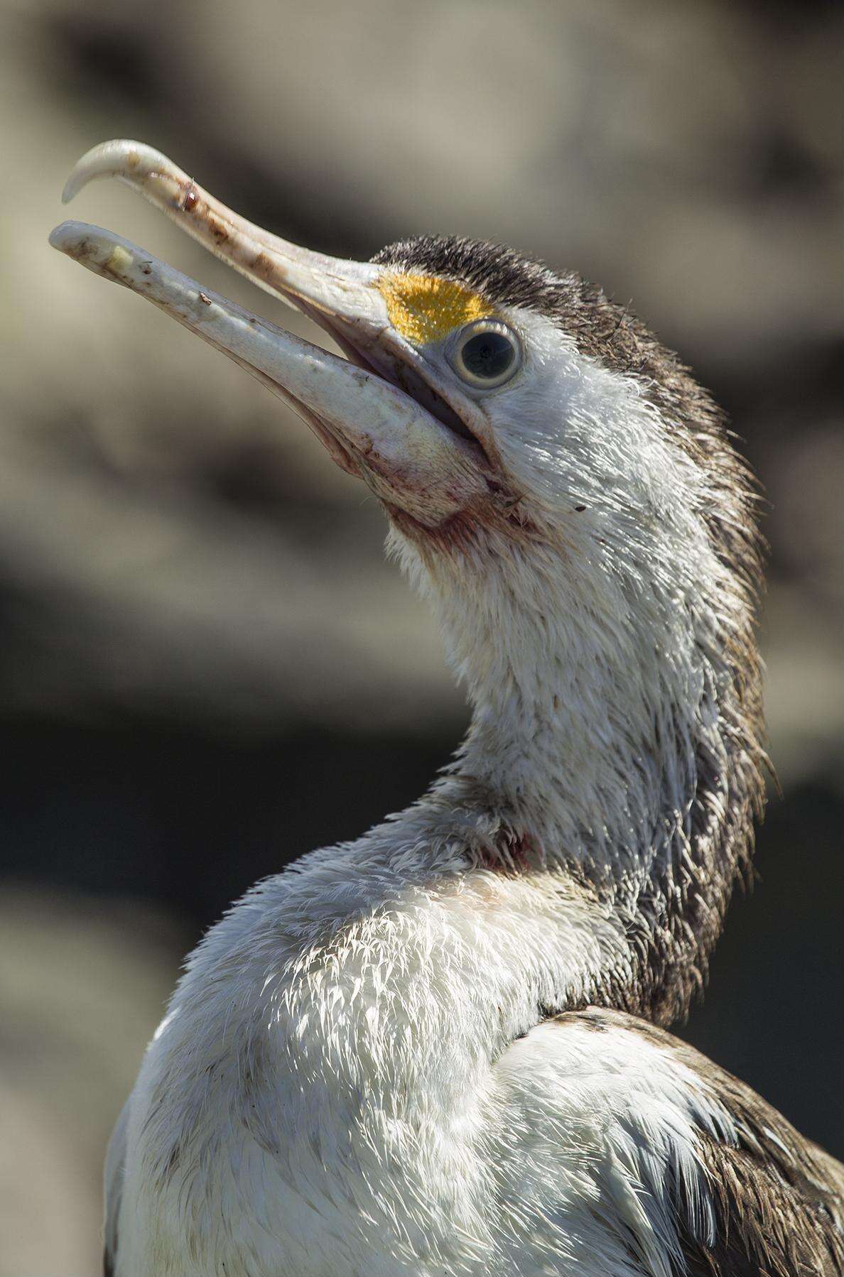 Image of Australian Pied Cormorant