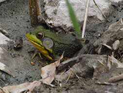 Слика од Lithobates catesbeianus (Shaw 1802)