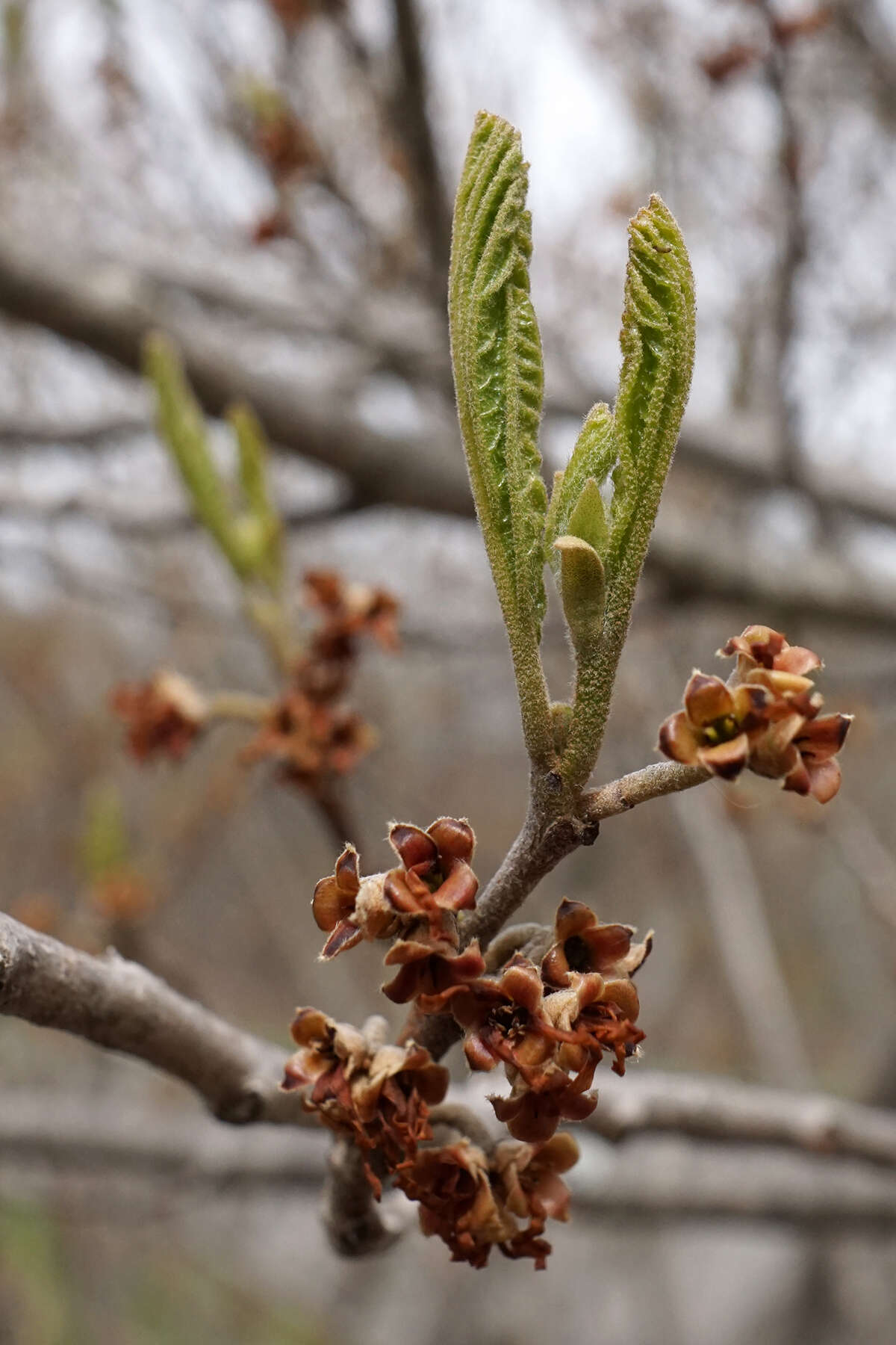 Imagem de Hamamelis vernalis Sarg.