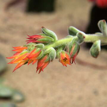 Image of Echeveria pulvinata Rose