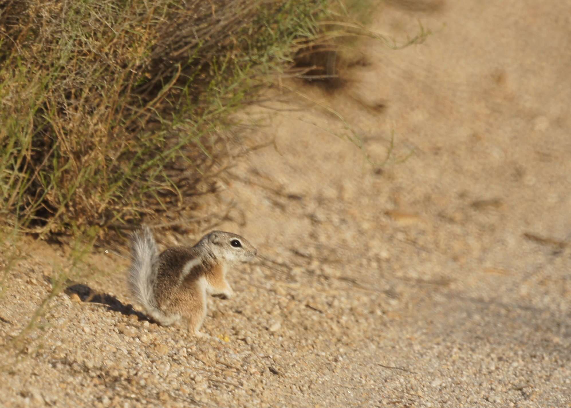 Image of white-tailed antelope squirrel