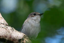 Image of European Pied Flycatcher