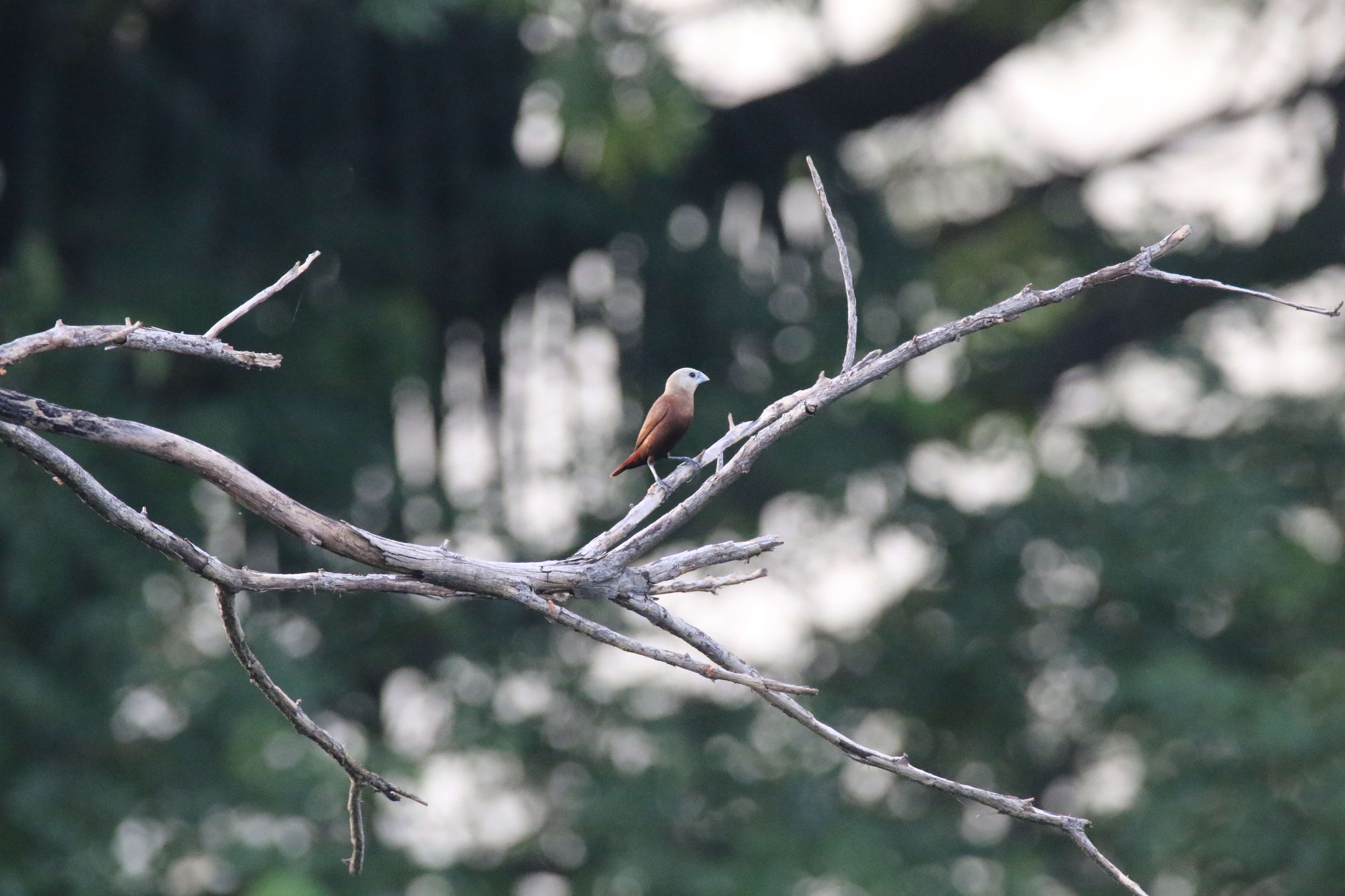 Image of White-headed Munia