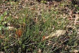 Image of variegated horsetail