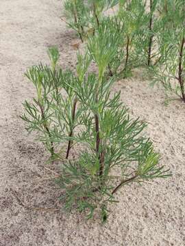 Image of field sagewort