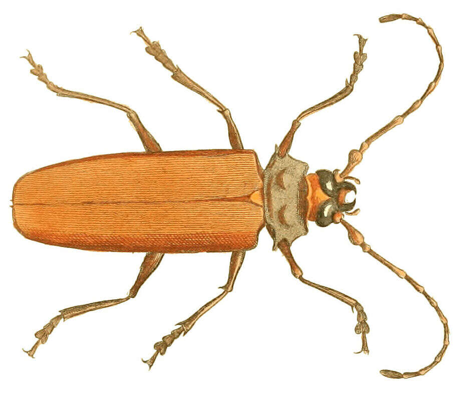 Image of Orthomegas cinnamomeus (Linné 1758)