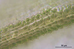 Image of dichodontium moss