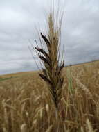 Image of Ergot