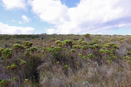 Image of Berzelia lanuginosa (L.) Brongn.