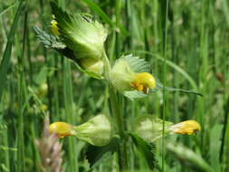 Image of European yellow rattle