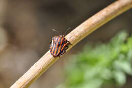 Image of <i>Graphosoma lineatum</i>