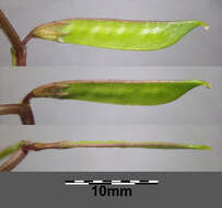 Imagem de Vicia lathyroides L.