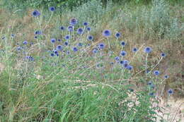 Image of Echinops bannaticus Rochel ex Schrad.