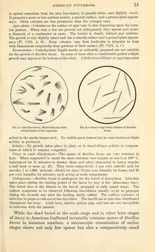 Image of Paenibacillus larvae