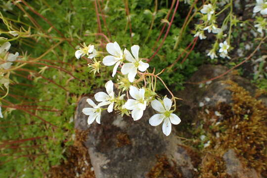 Imagem de Saxifraga rosacea Moench