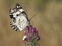 Imagem de Melanargia titea Klug 1832