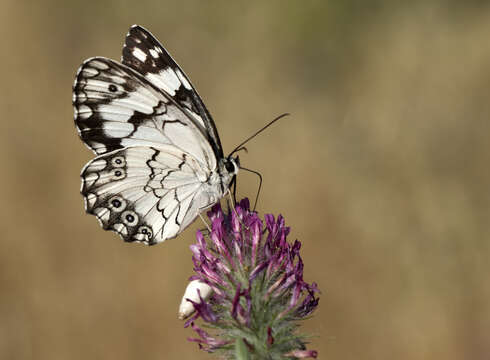 Imagem de Melanargia titea Klug 1832