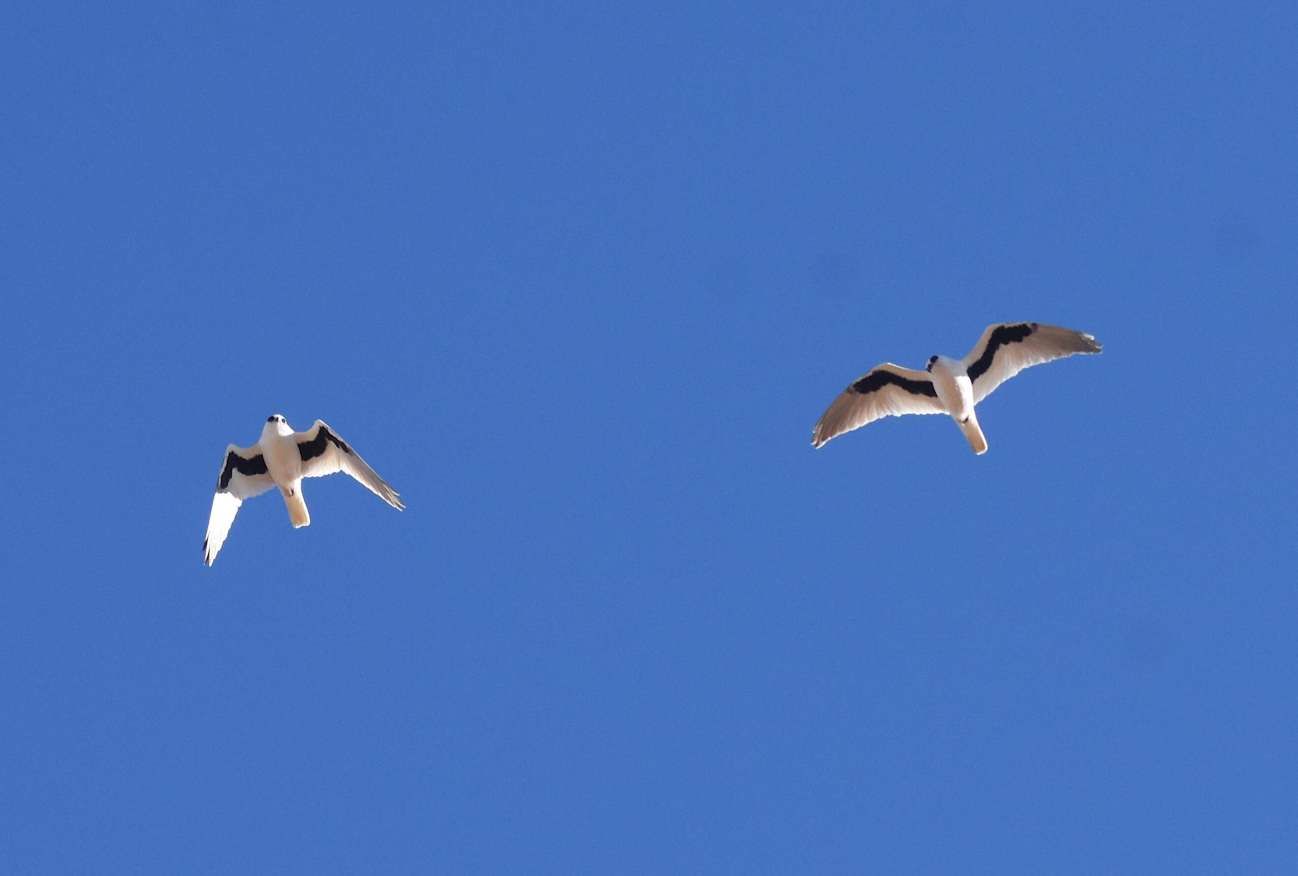 Image of Letter-winged Kite