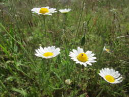 Image of corn chamomile