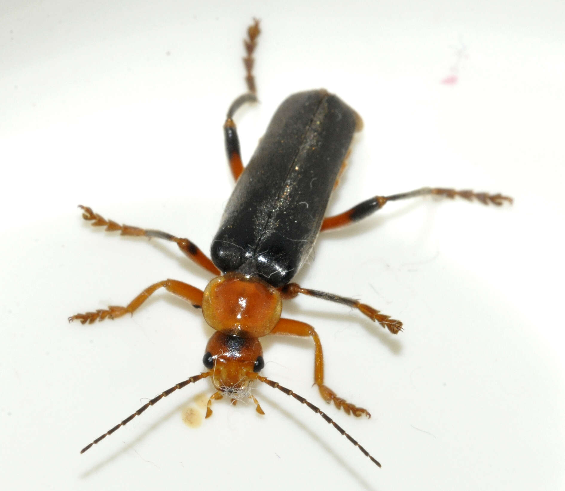 Image of Cantharis livida