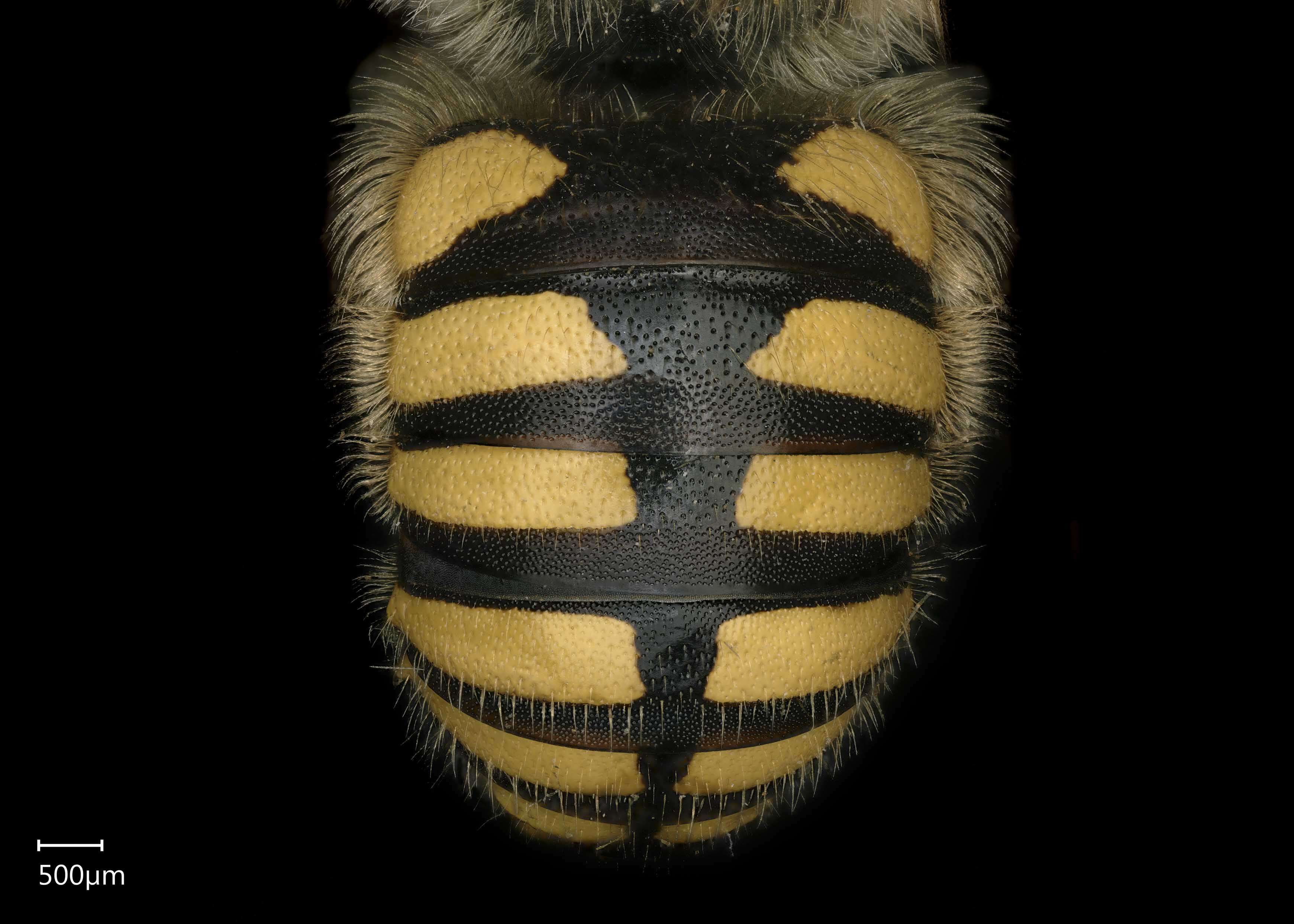 Image de Anthidium florentinum (Fabricius 1775)