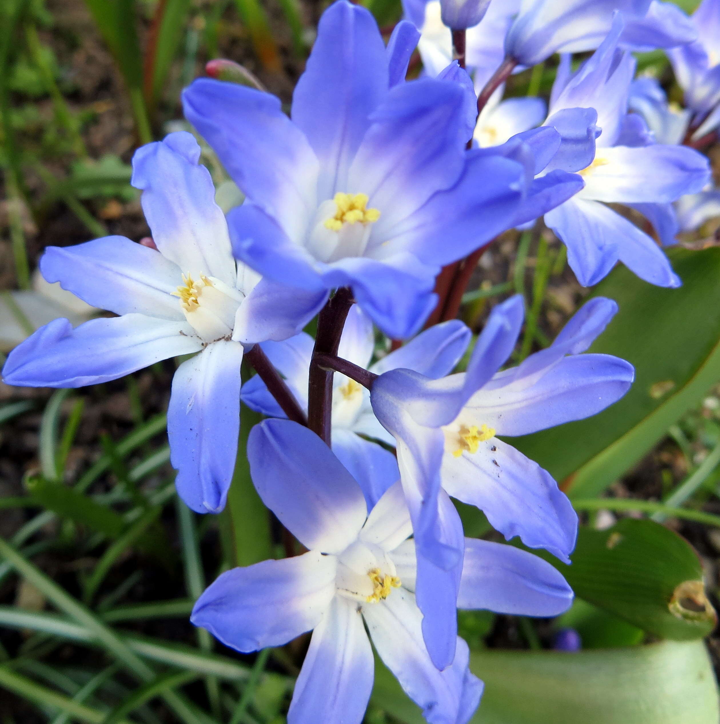 Image de Scilla luciliae (Boiss.) Speta