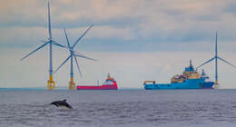 Image of Bottlenose Dolphin