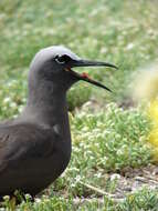 Image of Brown Noddy