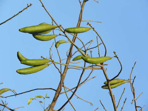 Image of kapoktree