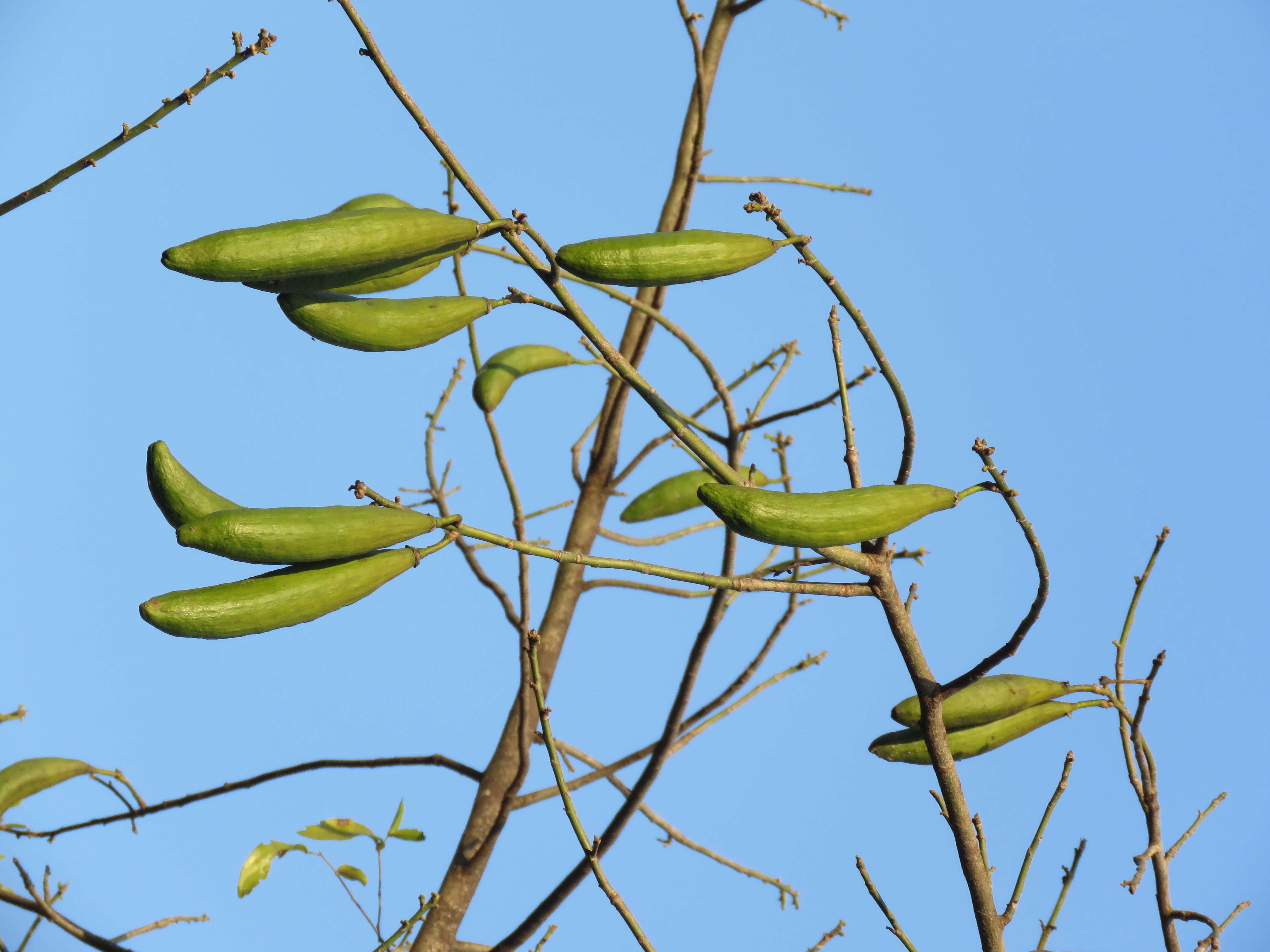 Image of kapoktree