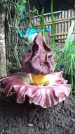 Amorphophallus paeoniifolius (Dennst.) Nicolson resmi